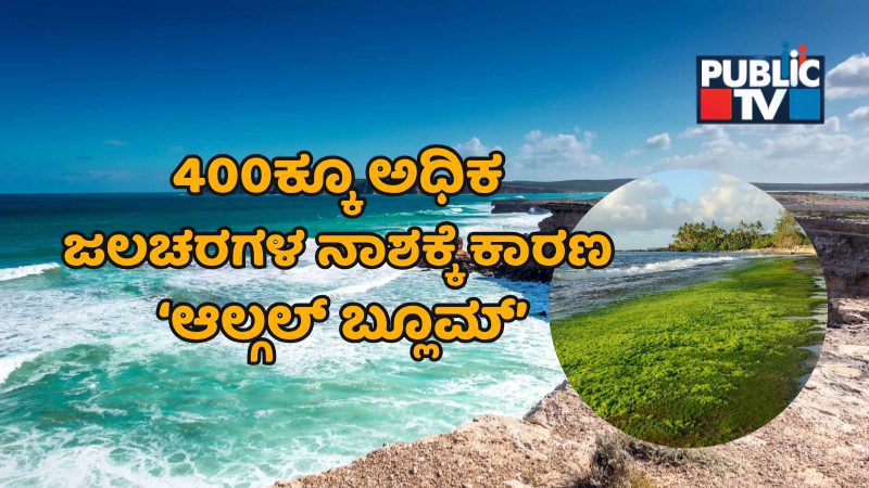 ಆಸ್ಟ್ರೇಲಿಯಾದ ನೈಸರ್ಗಿಕ ವಿಪತ್ತಾದ ‘ಆಲ್ಗಲ್ ಬ್ಲೂಮ್’ – ಈ ಬಿಕ್ಕಟ್ಟಿನ ಹಿಂದಿನ ಕಾರಣವೇನು?