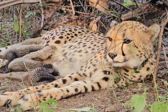 ಕುನೋ ರಾಷ್ಟ್ರೀಯ ಉದ್ಯಾನವನದಲ್ಲಿ 5 ಮರಿಗಳಿಗೆ ಜನ್ಮ ನೀಡಿದ ಭಾರತೀಯ ಮೂಲದ ಚೀತಾ