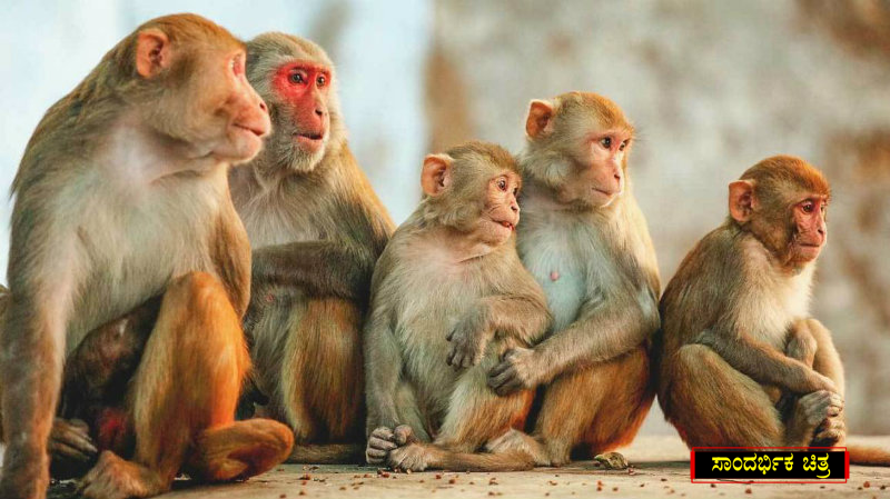 monkey