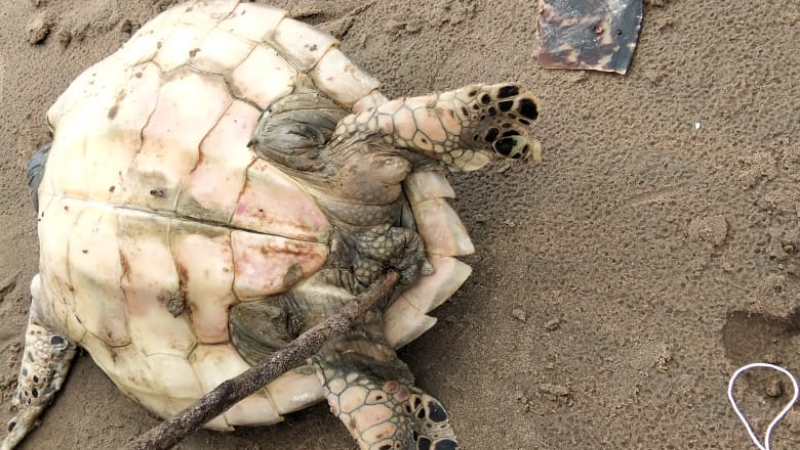  Hawksbill Turtle