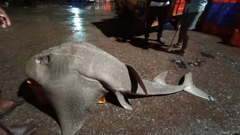 Helicopter fish