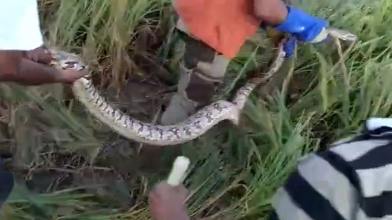 Snake