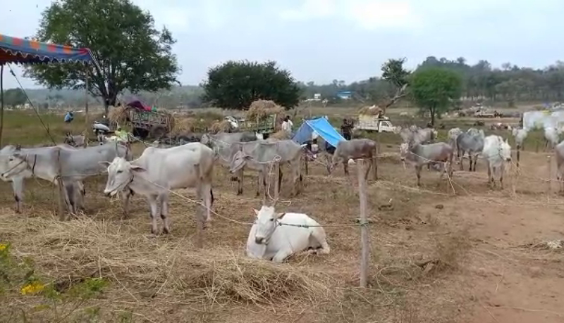 mandya