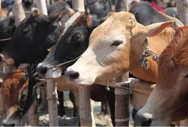 cow