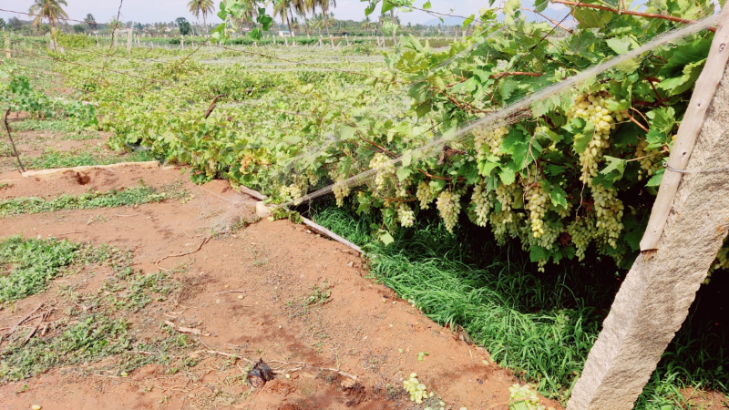 Grape Crop