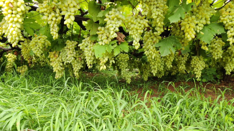 Grape Crop