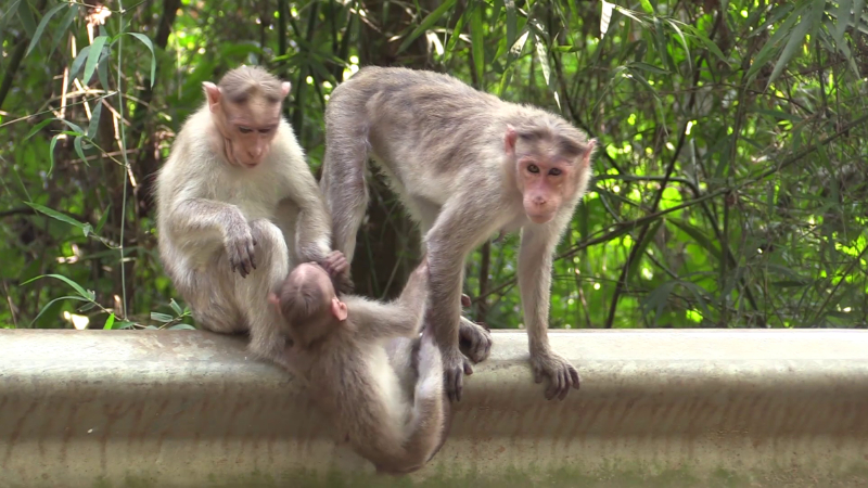 monkey 2 1