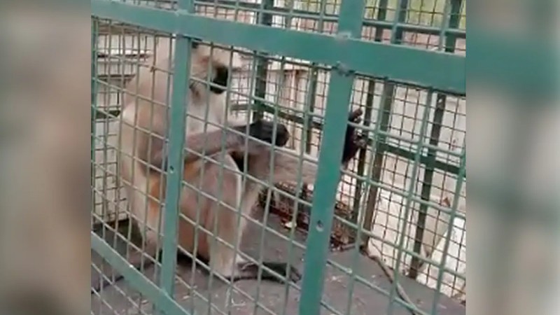 Madhya Pradesh monkey