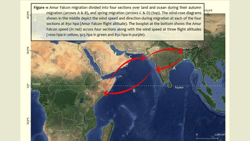 Amur Falcon radio tagged in Manipur flies home to 22000 km return trip from Africa to Siberia India stopover 4