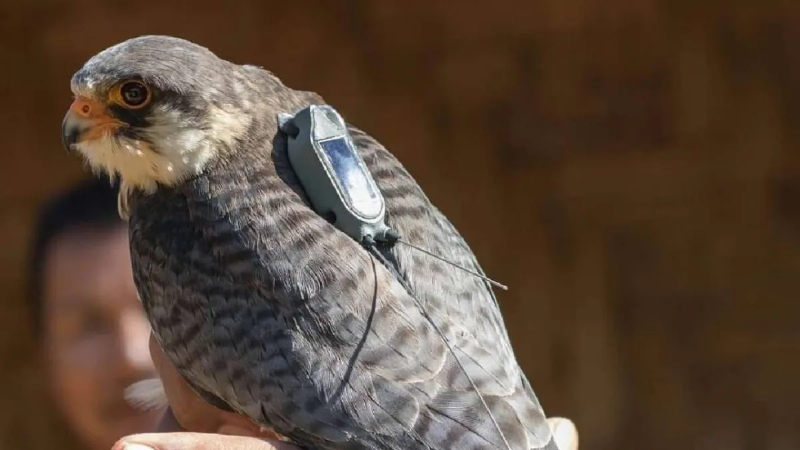 Amur Falcon radio tagged in Manipur flies home to 22000 km return trip from Africa to Siberia India stopover 5