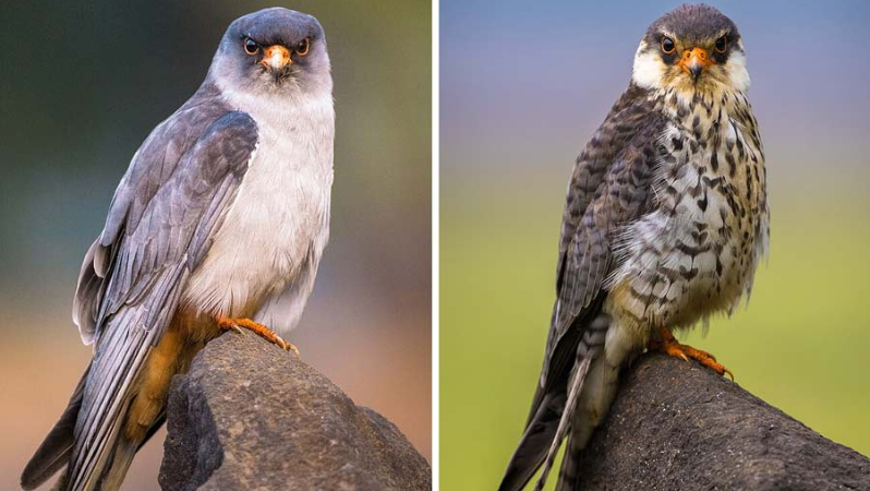 Amur Falcon radio tagged in Manipur flies home to 22000 km return trip from Africa to Siberia India stopover 6