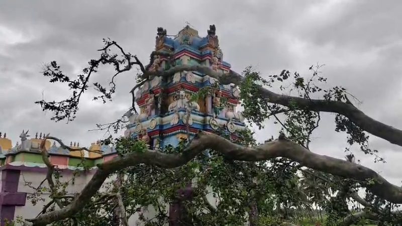 TEMPLE RAIN TREE