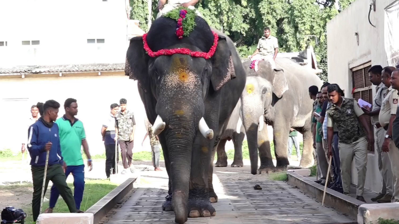 Dasara Elephants 3