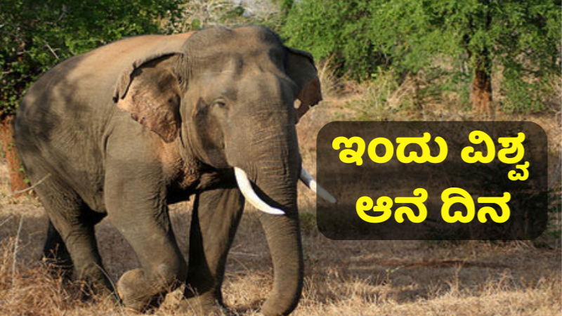 Elephant day