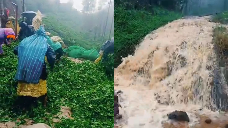 Heavy rain in Kalasa Water enters tea estate
