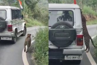 Leopard attacks boy while chasing Bolero during Bannerghatta safari