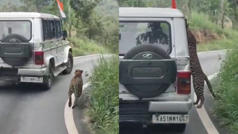 Leopard attacks boy while chasing Bolero during Bannerghatta safari
