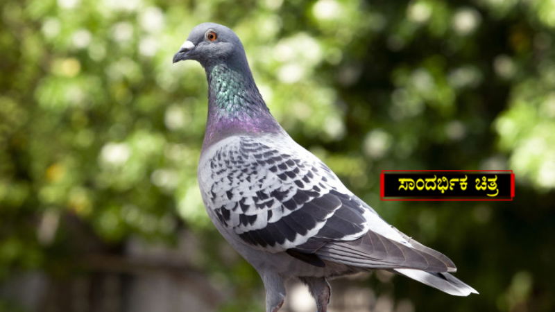 Pigeon