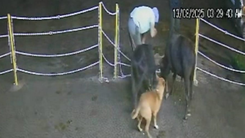 thieves stole cattle in mudigere chikkamagaluru