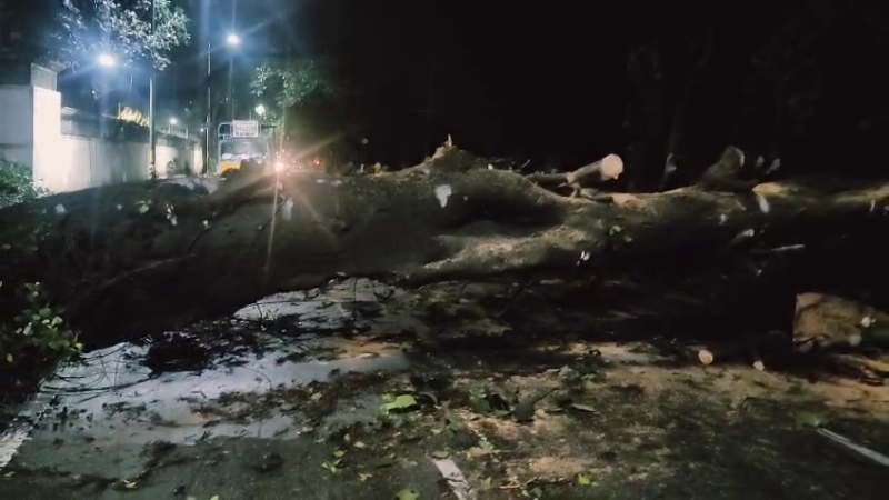 A huge tree fell near the Raj Bhavan due to heavy rains in bengaluru