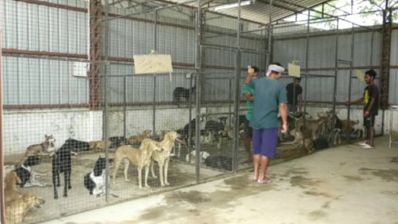 Bagalkote Stray dog 1