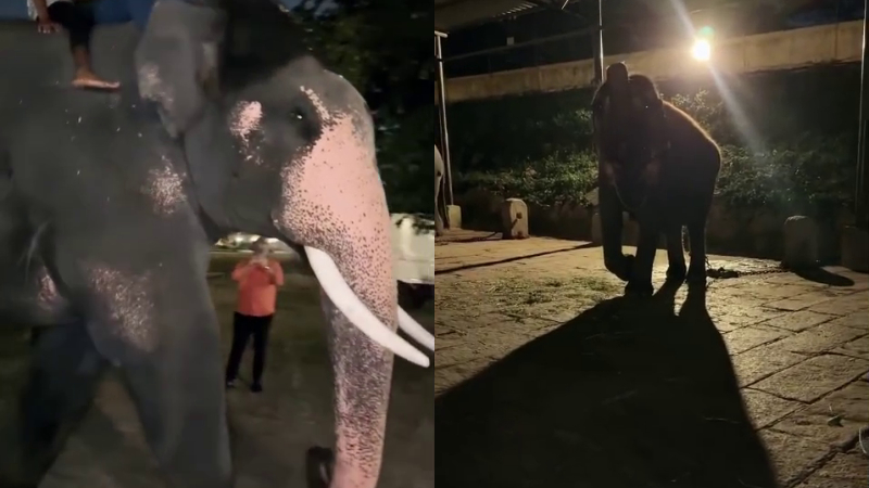 Mysuru Dasara Reels 1