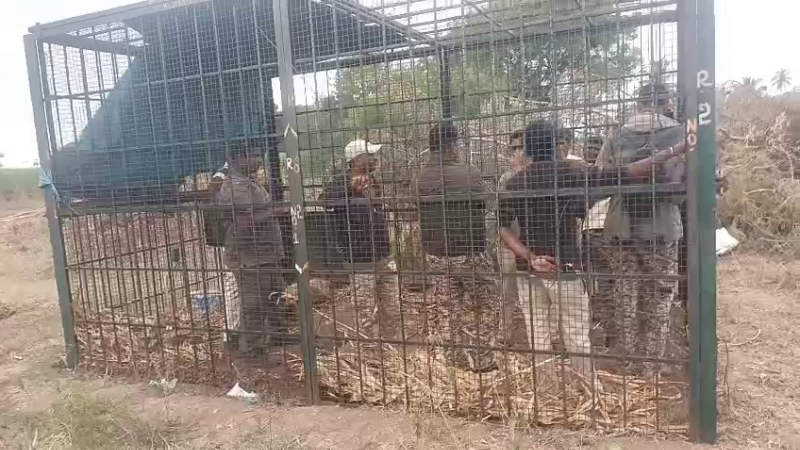 People trapped the Forest Department staff in a cage Gundlupet
