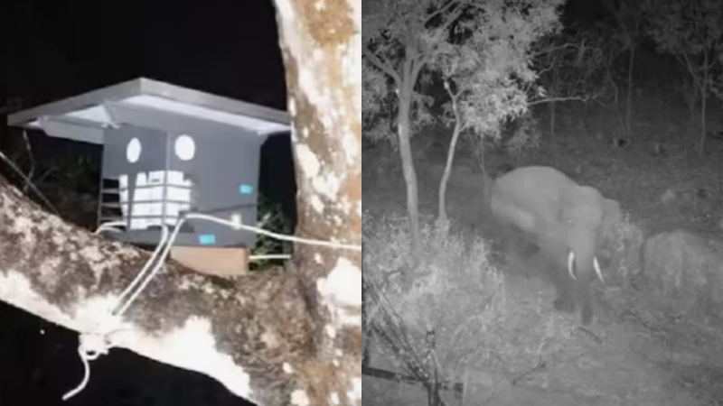 Ramanagara Farm Guard Wild Elephant