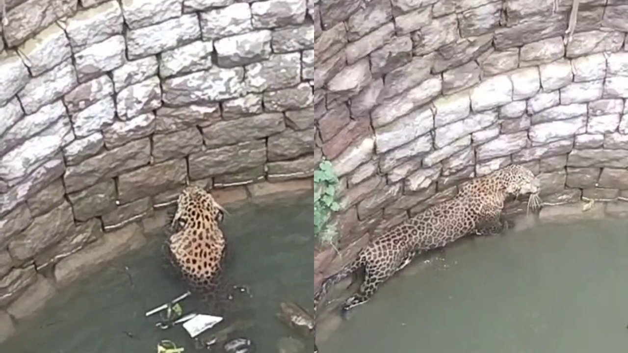 Ramanagara | ಬಾವಿಗೆ ಬಿದ್ದ ಚಿರತೆ ರಕ್ಷಿಸಿದ ಅರಣ್ಯ ಇಲಾಖೆ 1 Ramanagara Leopard Rescue