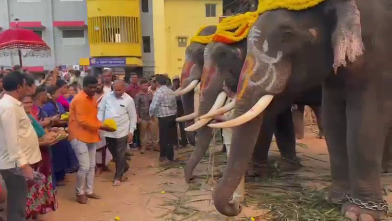 Shivamogga dasara mahotsav 2025 elephants practice for jumbo savari 1