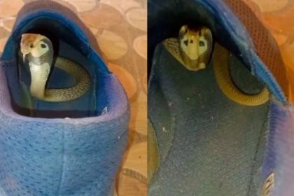 Snake In Shoes