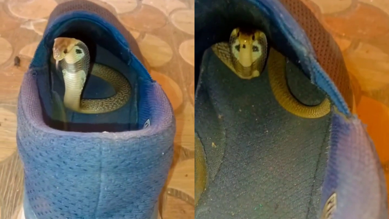 Snake In Shoes