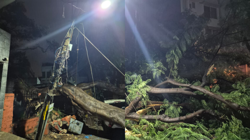 Tree fall in bengaluru
