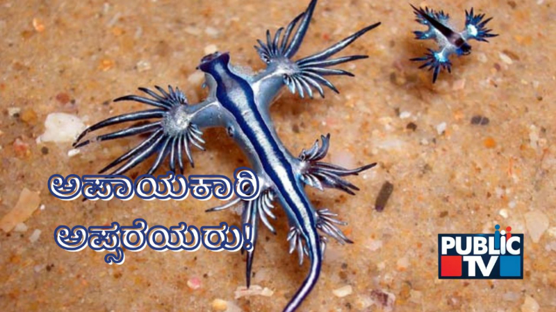 ಸ್ಪೇನ್ನಲ್ಲಿ ಬೀಚ್ಗಳನ್ನು ಬಂದ್ ಮಾಡಿಸಿದ ನೀಲಿ ಡ್ರ್ಯಾಗನ್ - ಏನಿದರ ವಿಶೇಷ? 3 What are blue dragons which have led to beach closures in Spain