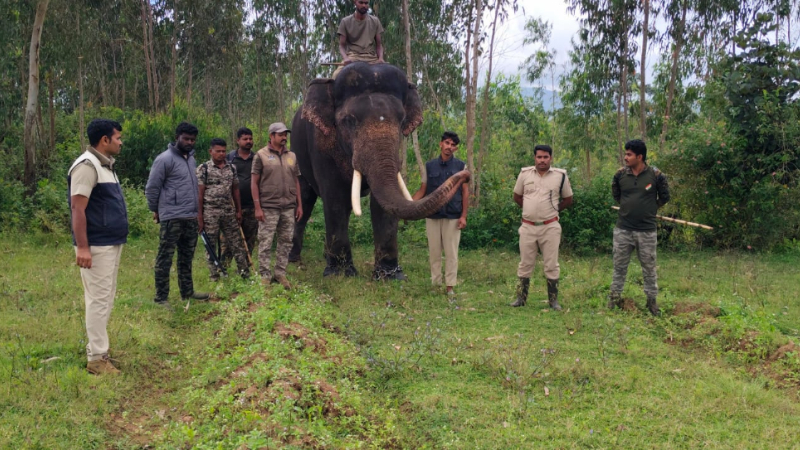 bandipur forest tiger search operation