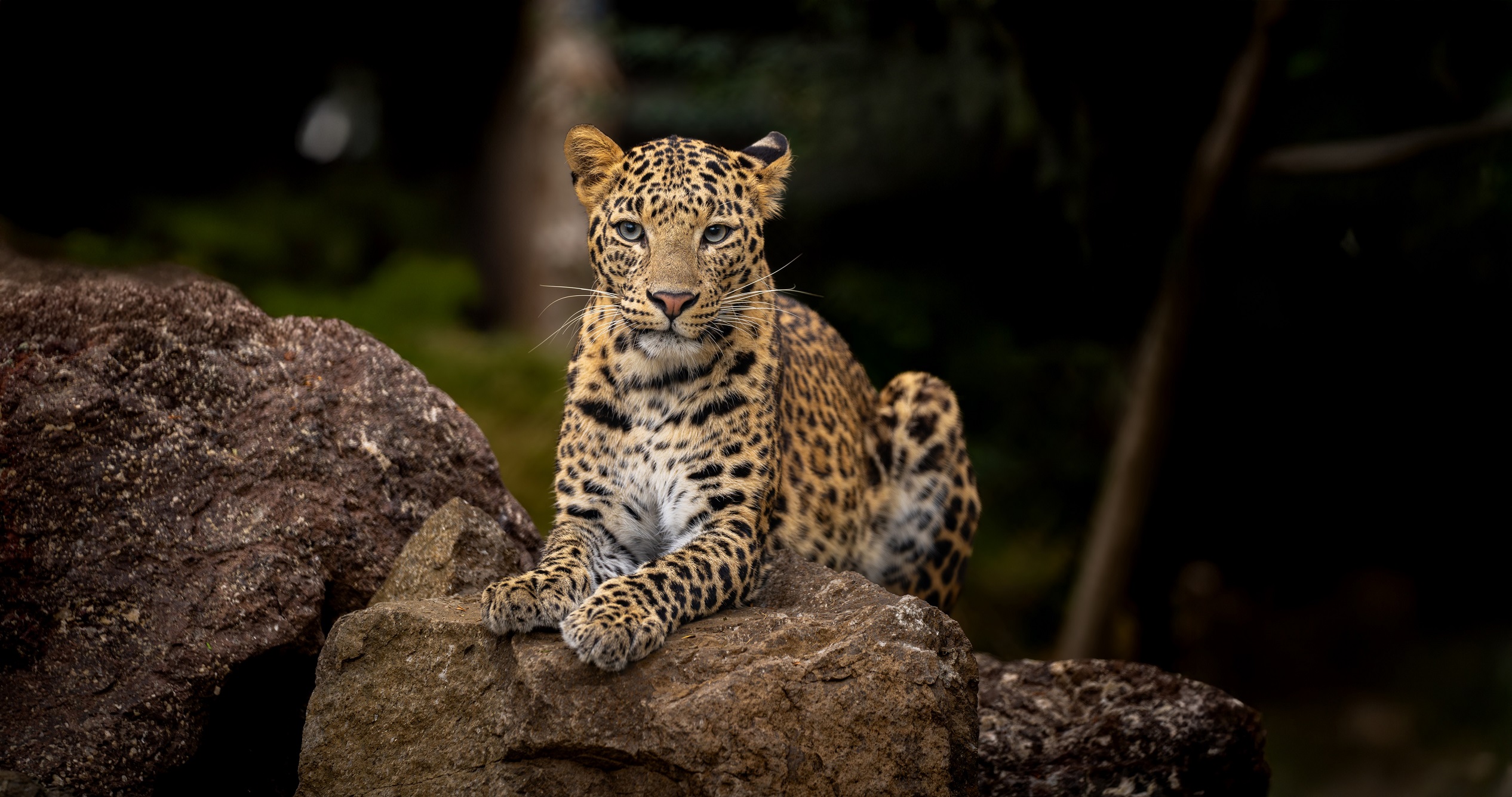leopard vantara