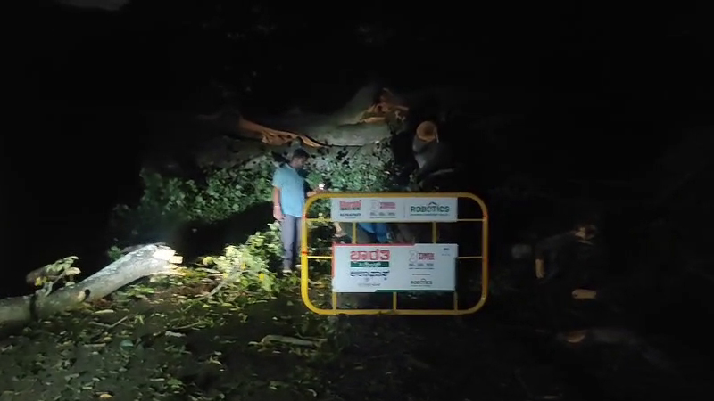 Bengaluru Tree Fall 2