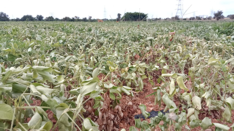 Chitradurga Crop loss