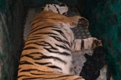 Mysuru| ರೈತನ ಬಲಿ ಪಡೆದಿದ್ದ ಹುಲಿ ಸೆರೆ 17 Mysuru Suraguru Tiger Attack