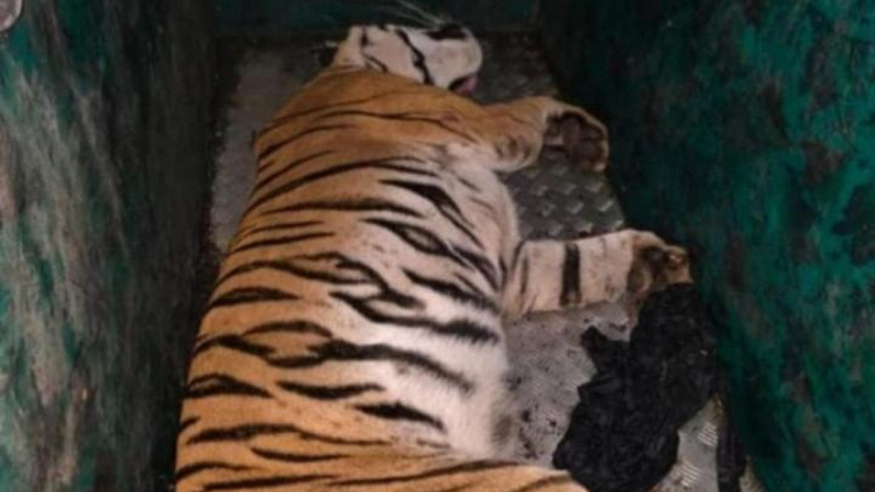 Mysuru Suraguru Tiger Attack