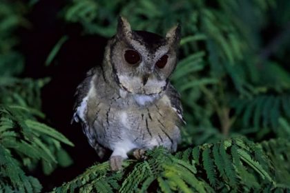 Rare Scops Owl spotted at Daroji Bear Sanctuary