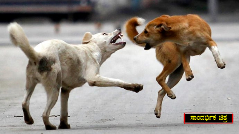 Stray Dogs