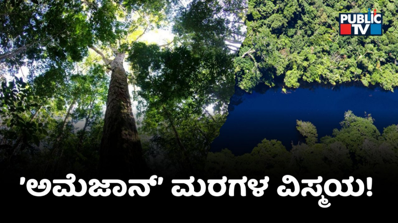 amazon rainforest trees