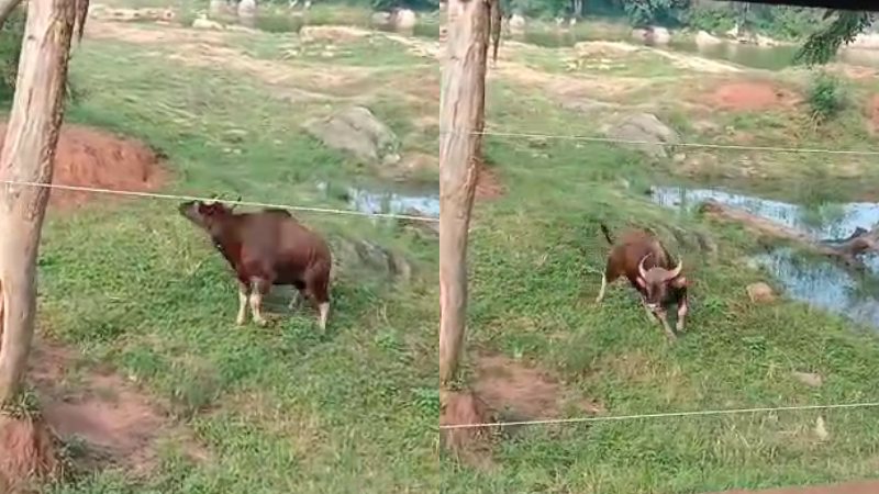 bannerghatta national park Bison
