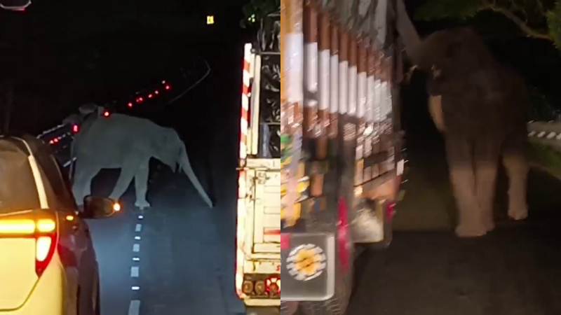 chamarajanagara elephant