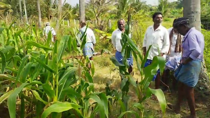 electric shock chamarajanagara