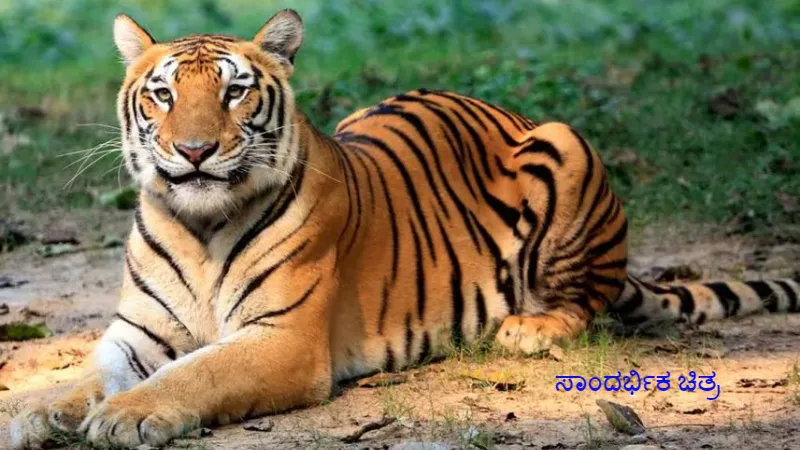 ಜನರ ಮೇಲೆ ಪದೇ ಪದೇ ದಾಳಿ ಮಾಡ್ತಿದ್ದ ಹುಲಿ ಸೆರೆ; ಖಚಿತಪಡಿಸಿಕೊಳ್ಳಲು DNA ಟೆಸ್ಟ್ಗೆ ಖಂಡ್ರೆ ಸೂಚನೆ 3 tiger image