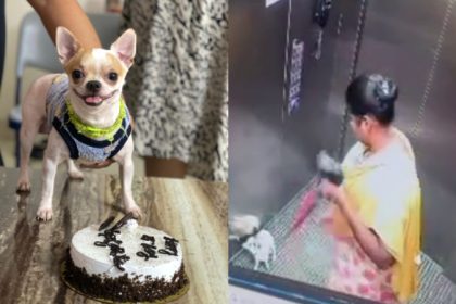 Bagaluru Lift Dog Murder