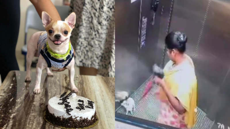 Bagaluru Lift Dog Murder