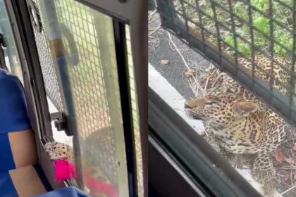 Bannerughatta Biological Park Leopard
